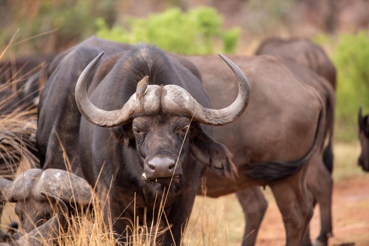 Nungubane Game Lodge Welgevonden Game Reserve Exterior foto