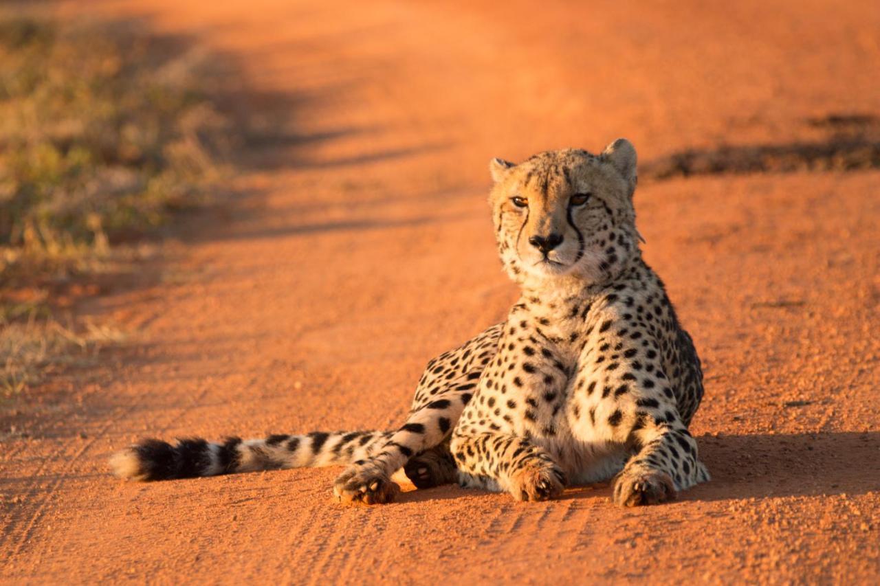 Nungubane Game Lodge Welgevonden Game Reserve Exterior foto
